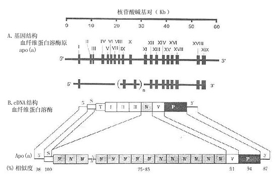 ApoaѪάøԭṹ(A)cDNRṹ(B)ıȽ