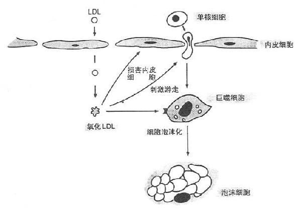 LDL붯Ӳչϵʾͼ