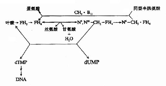 άB12ҶлԼDNAϳɵĹϵ