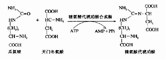 (Argininosuccinate)ĺϳ