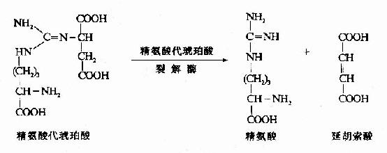 (Arginine)