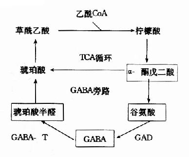 TCAѭGABAл·