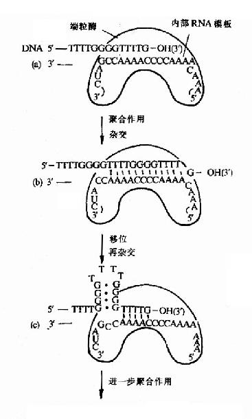 ø߻TGĺϳ