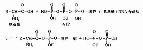 tRNA