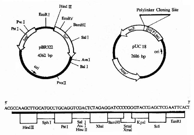 pBR322pUC18ͼ