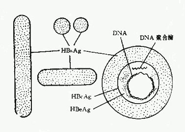 HBVͼʾ